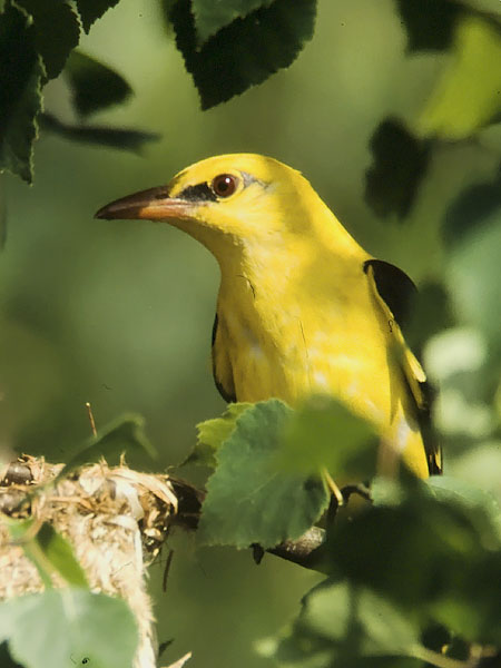 Kuhankeittäjä, Eurasian Golden Oriole, Oriolus oriolus